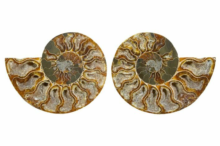 Cut & Polished, Agatized Ammonite Fossil - Madagascar #344159